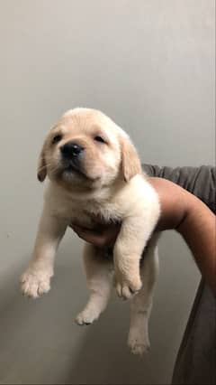 Labrador puppies available