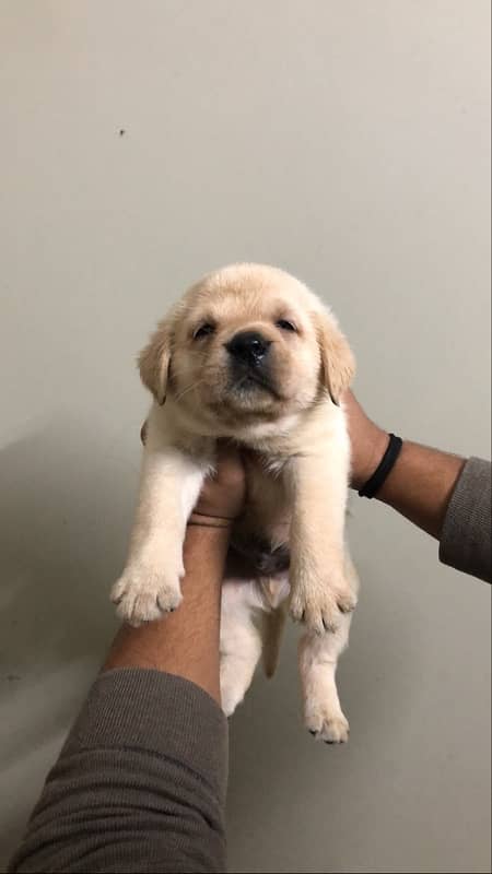 Labrador puppies available 1