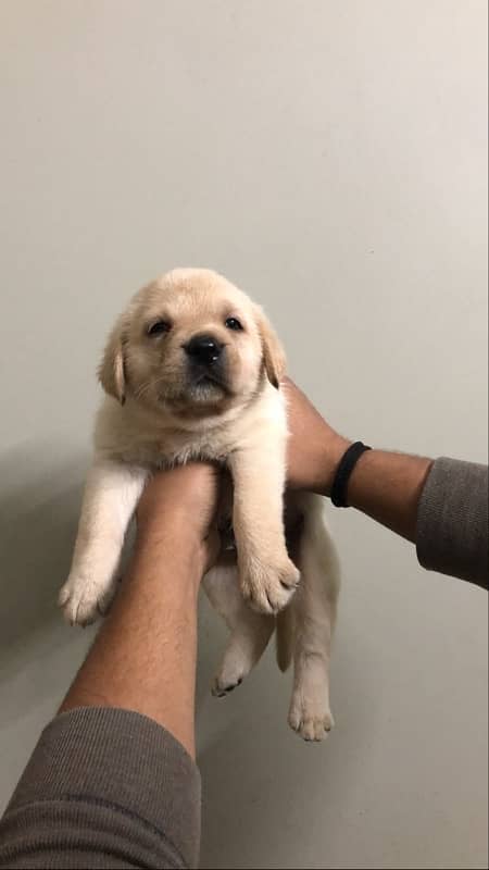 Labrador puppies available 2