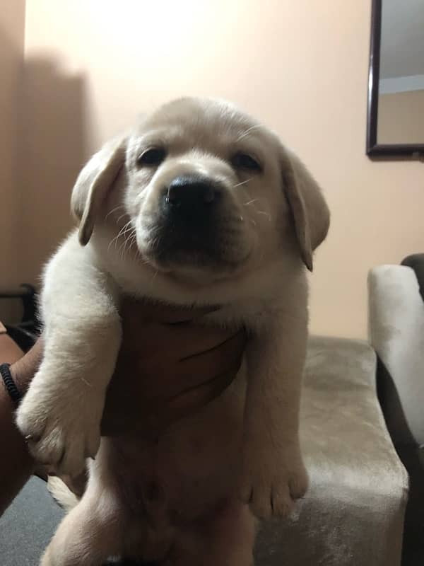 Labrador puppies available 3