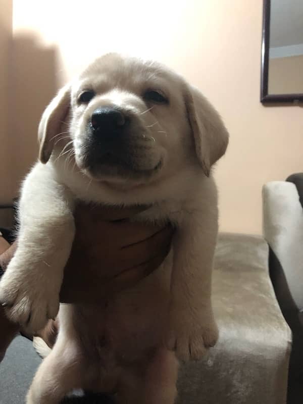 Labrador puppies available 4