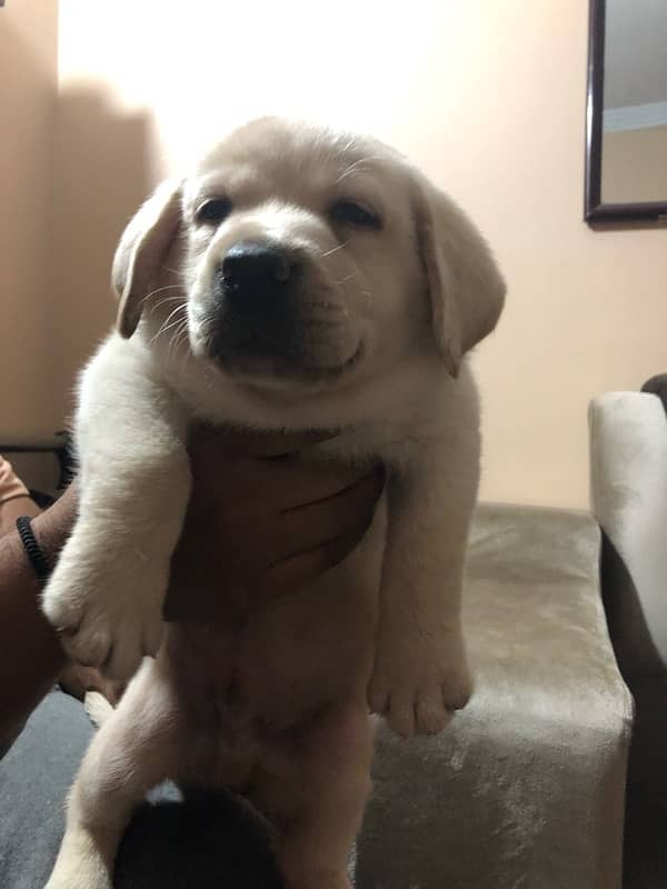 Labrador puppies available 5