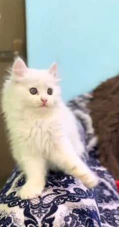 persian kitten for urgent sale My WhatsApp Number 0309=7996=174