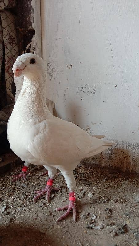 king breeding pear German buty breedar pear 3