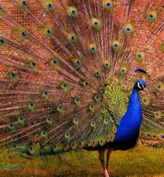 peacock male