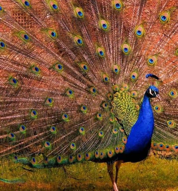 peacock male 0