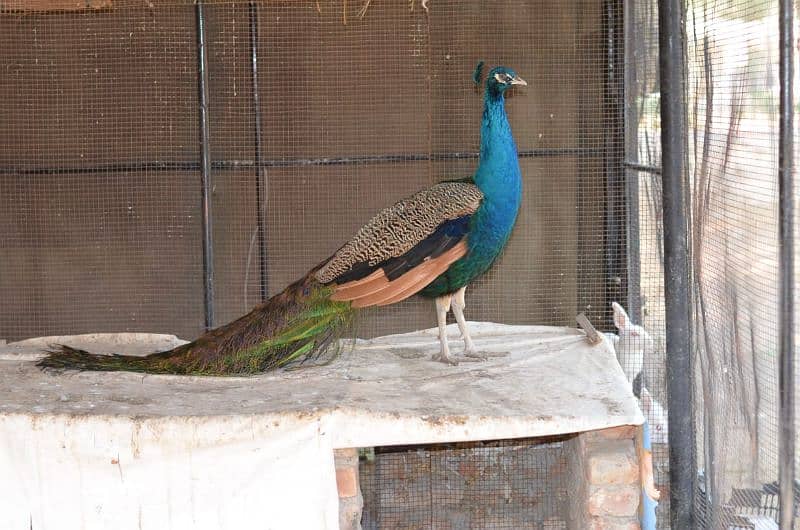 peacock male 1