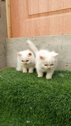 Persian kittens available all over the Lahore