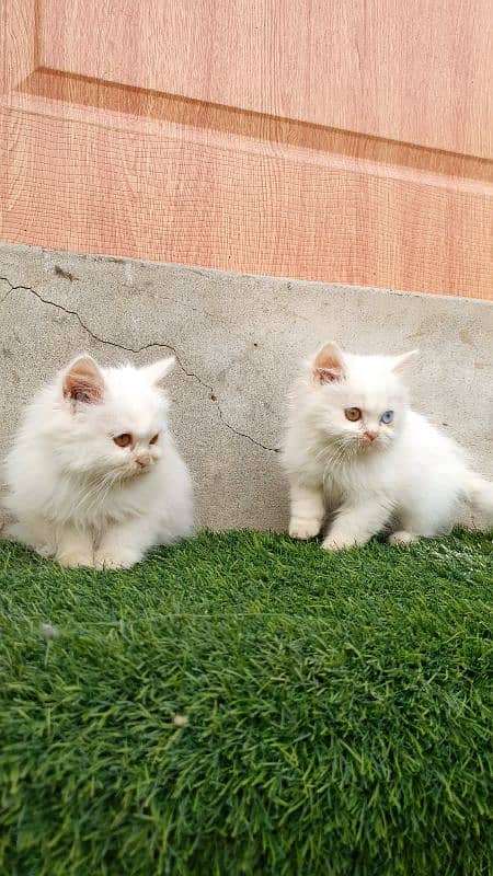 Persian kittens 1