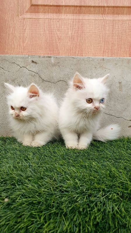 Persian kittens 2