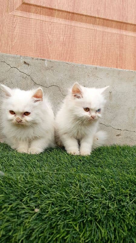 Persian kittens 3