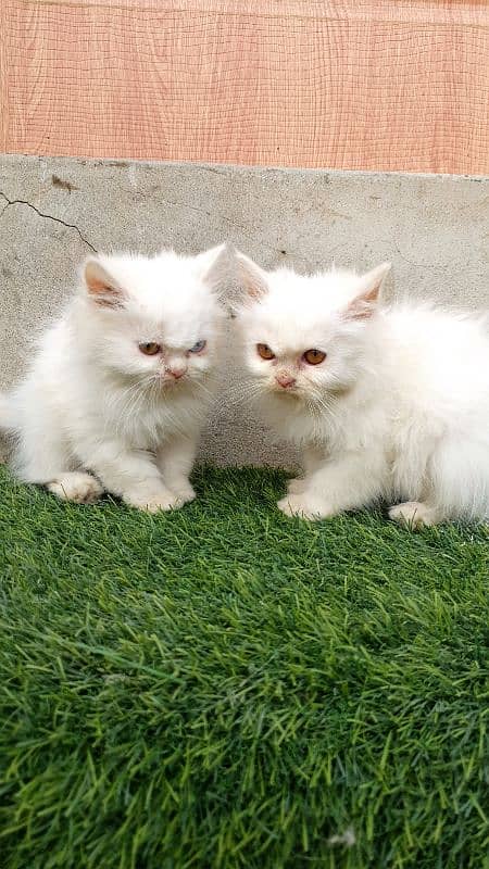 Persian kittens 4