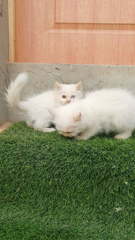 Persian kittens 5