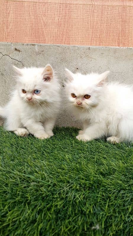 Persian kittens 6