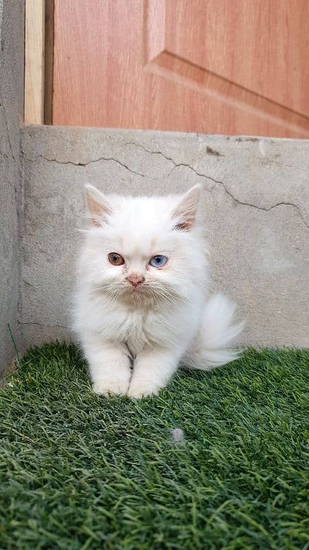 Persian kittens 7