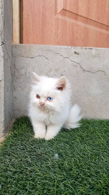 Persian kittens 8