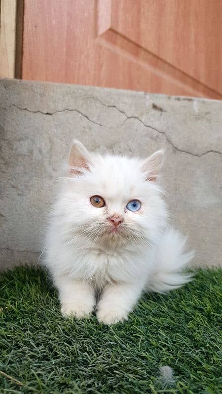 Persian kittens 9