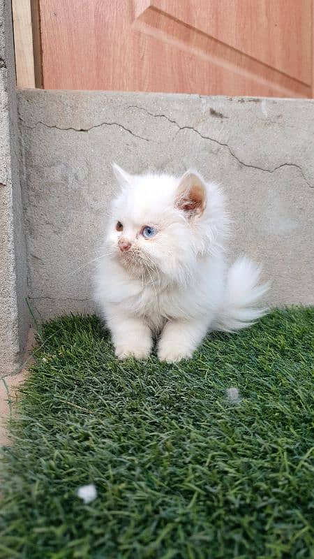 Persian kittens 10