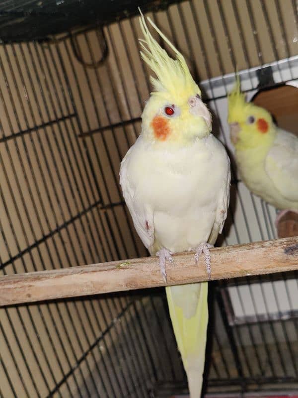 cocktail breeder pair 9