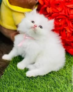 persian kitten for urgent sale My WhatsApp Number 0309=7996174