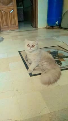 persian cat sale