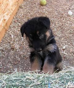 petgere german shepherd puppies for sale in islamabad