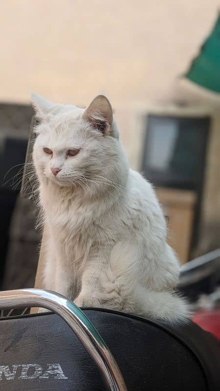 Persian female triple coded very friendly whatp 03188100390 0