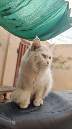 Persian female triple coded very friendly whatp 03188100390