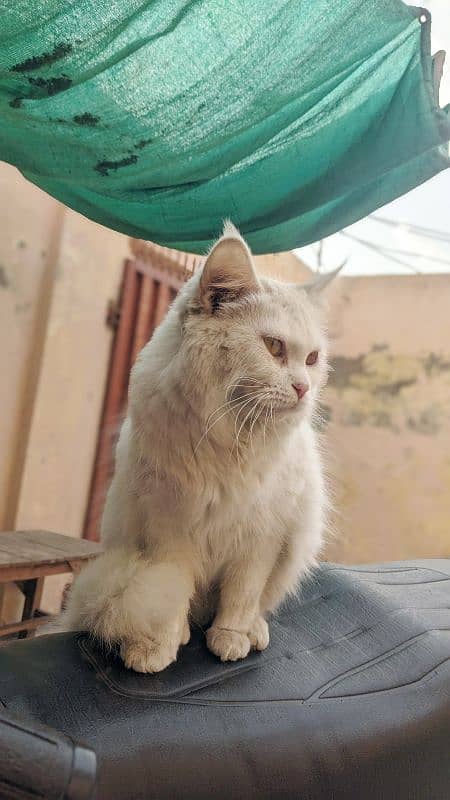 Persian female triple coded very friendly whatp 03188100390 1