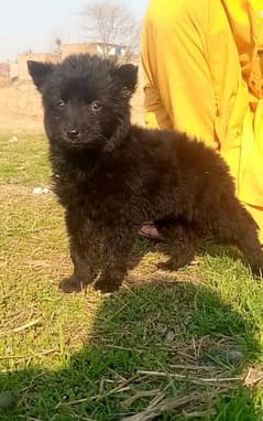 black shepherd long Cout female age 2 mahnt for sale