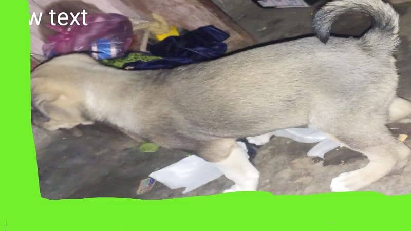 rubber dog Lahore Dhobi Ghat 0