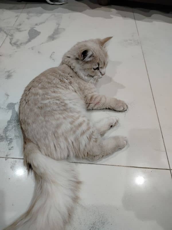 Male cat for sale 1