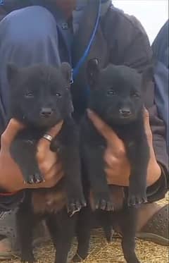 Balck German Shepherd male female available for sale