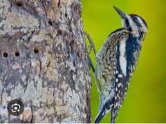 woodpecker