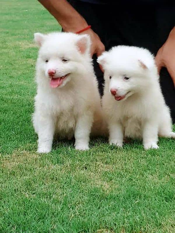 Russian puppy pair for sale 1