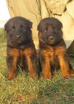 German shepherd Dubal Cout pair 2 mahnt for sale