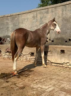 Pure Desi Breed Kaka Brala Breed line Neza Baz