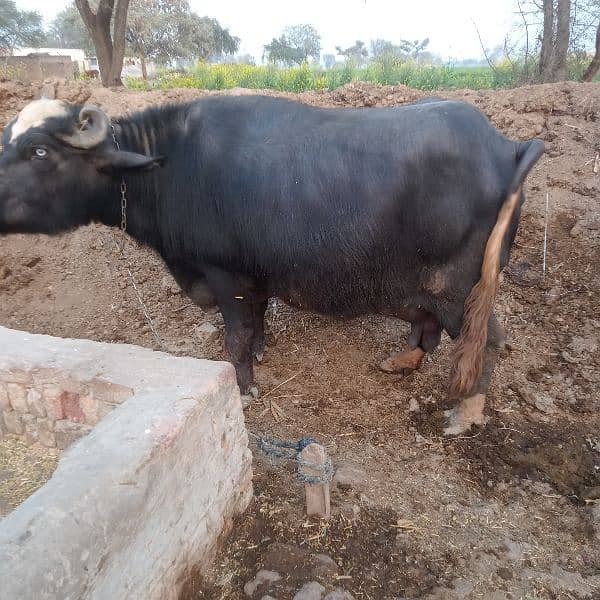 2 bufflo 1 cow fr sale 1