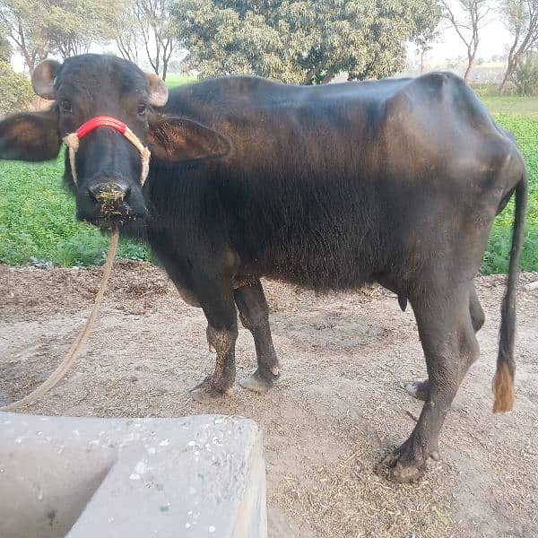 2 bufflo 1 cow fr sale 2