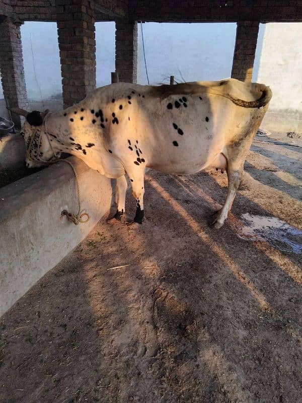 2 bufflo 1 cow fr sale 3