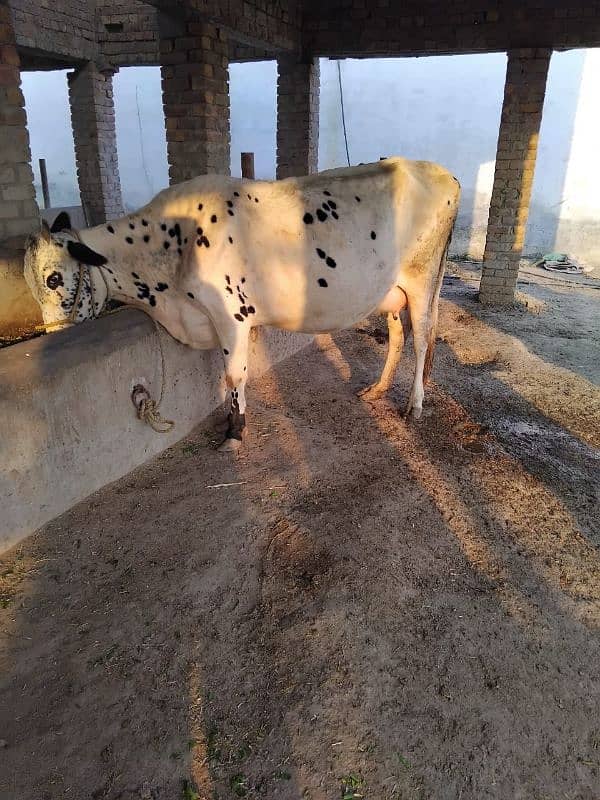 2 bufflo 1 cow fr sale 5