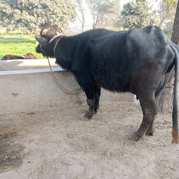 2 bufflo 1 cow fr sale 6