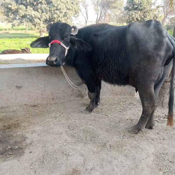 2 bufflo 1 cow fr sale 7