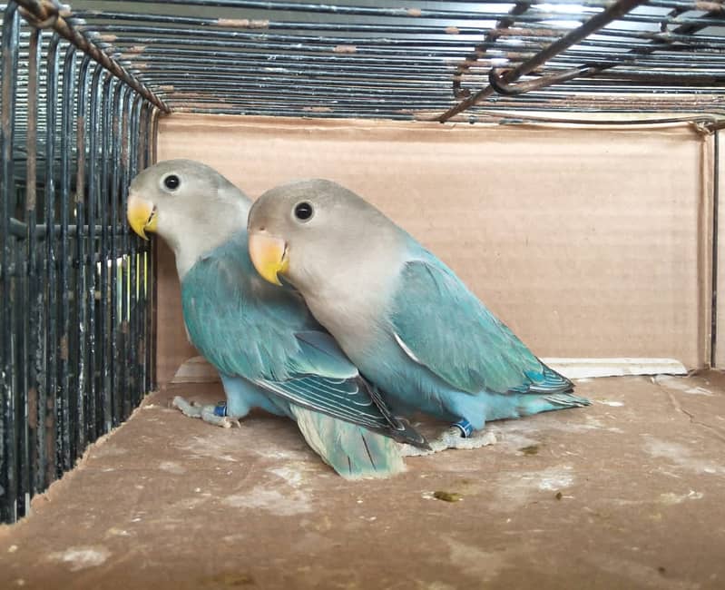 Rosicoli Blue Opaline Lovebirds 0