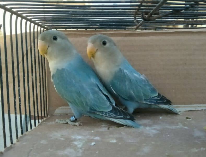 Rosicoli Blue Opaline Lovebirds 1