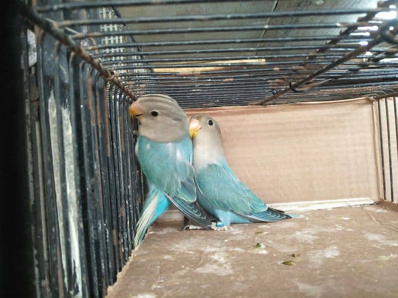 Rosicoli Blue Opaline Lovebirds 2