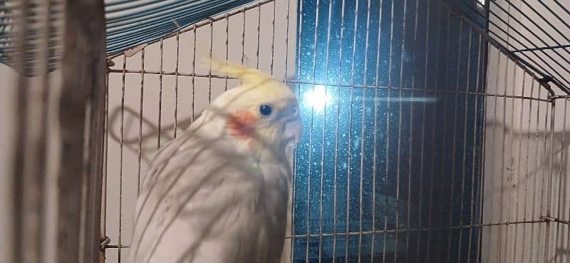 female coctail for sale 1