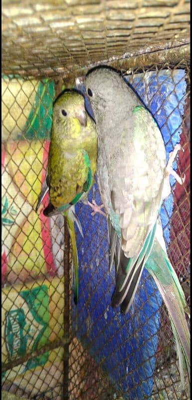 rum parrot breeder pair for sale 2