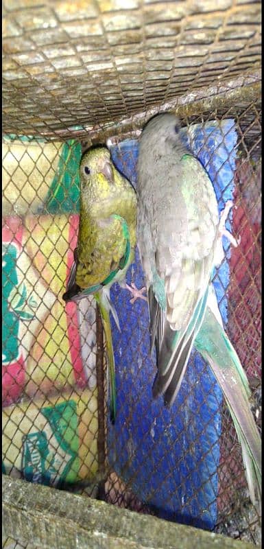 rum parrot breeder pair for sale 4