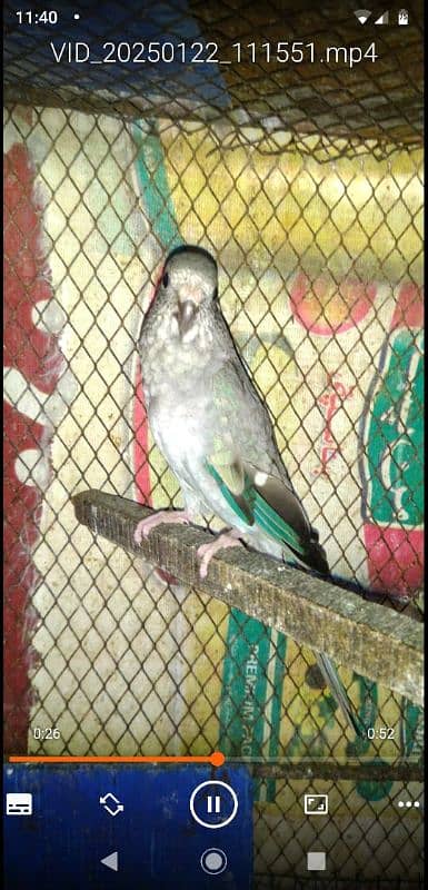 rum parrot breeder pair for sale 6